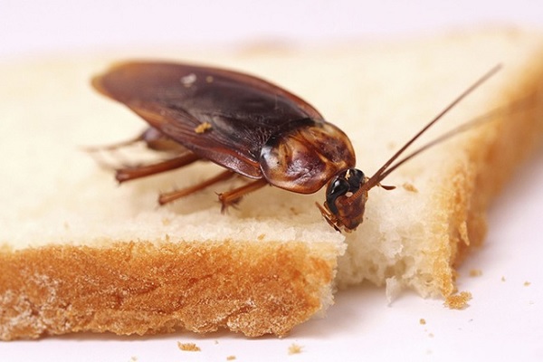Ý nghĩa khi thấy gián đang trong nhà và ăn gì đó
